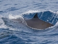Gray's Beaked Whale