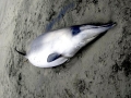Gray's Beaked Whale