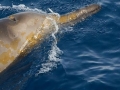 Gray's Beaked Whale