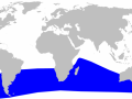 Gray's Beaked Whale