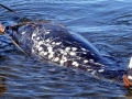 Gray's Beaked Whale