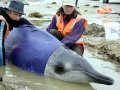 Gray's Beaked Whale