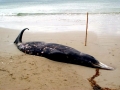 Gray's Beaked Whale