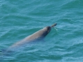 Gray's Beaked Whale