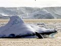 Gray's Beaked Whale