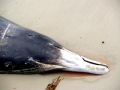 Gray's Beaked Whale