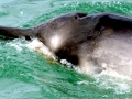 Gray's Beaked Whale