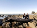 Gray's Beaked Whale