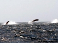 Gray's Beaked Whale
