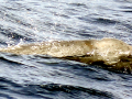Gray's Beaked Whale