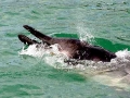 Gray's Beaked Whale