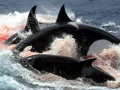 Gray's Beaked Whale