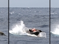 Gray's Beaked Whale