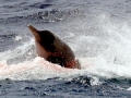 Gray's Beaked Whale
