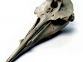 Gray's Beaked Whale