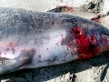 Gray's Beaked Whale