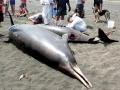 Gray's Beaked Whale