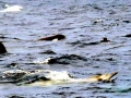 Gray's Beaked Whale