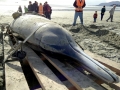 Gray's Beaked Whale
