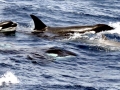 Gray's Beaked Whale