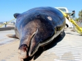 Gray's Beaked Whale
