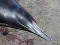 Gray's Beaked Whale