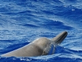 Gray's Beaked Whale