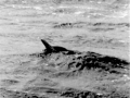 Gray's Beaked Whale