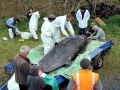 Gray's Beaked Whale