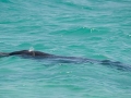 Gray's Beaked Whale