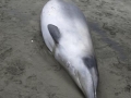 Gray's Beaked Whale