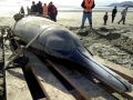 Gray's Beaked Whale