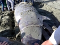 Gray's Beaked Whale