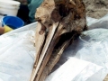 Gray's Beaked Whale