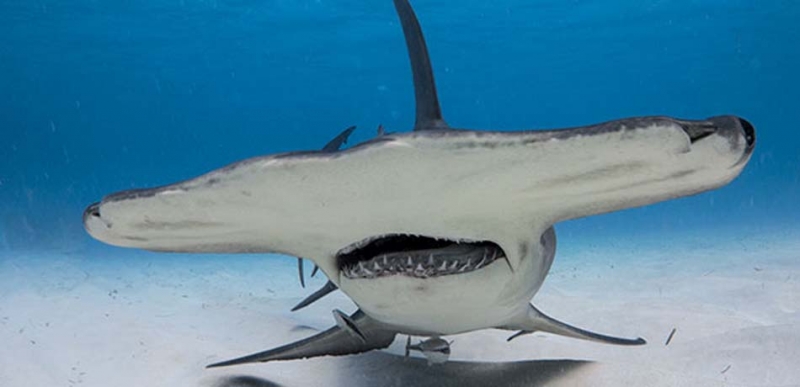 Great Hammerhead Shark – "OCEAN TREASURES" Memorial Library