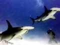 Great Hammerhead Shark