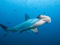 Great Hammerhead Shark