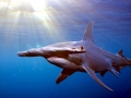 Great Hammerhead Shark