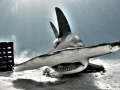 Great Hammerhead Shark
