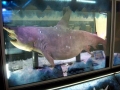 Great Hammerhead Shark
