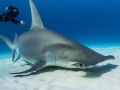 Great Hammerhead Shark