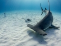 Great Hammerhead Shark