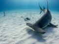 Great Hammerhead Shark