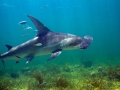 Great Hammerhead Shark