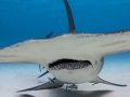 Great Hammerhead Shark