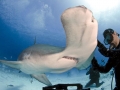 Great Hammerhead Shark