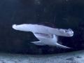 Great Hammerhead Shark