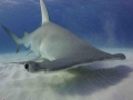 Great Hammerhead Shark