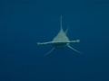 Great Hammerhead Shark