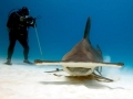 Great Hammerhead Shark